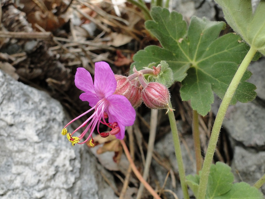 Geranium macrorrhizum